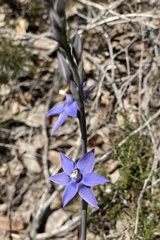 Thelymitra graminea