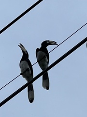 Anthracoceros albirostris