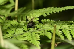 Carrhotus xanthogramma
