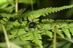 Carrhotus xanthogramma
