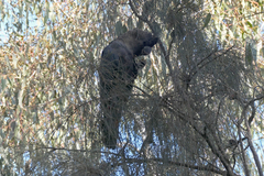 Calyptorhynchus lathami