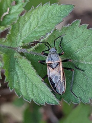 Largus californicus