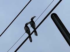 Anthracoceros albirostris