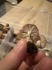 Armillaria ostoyae