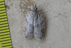 Isotenes miserana