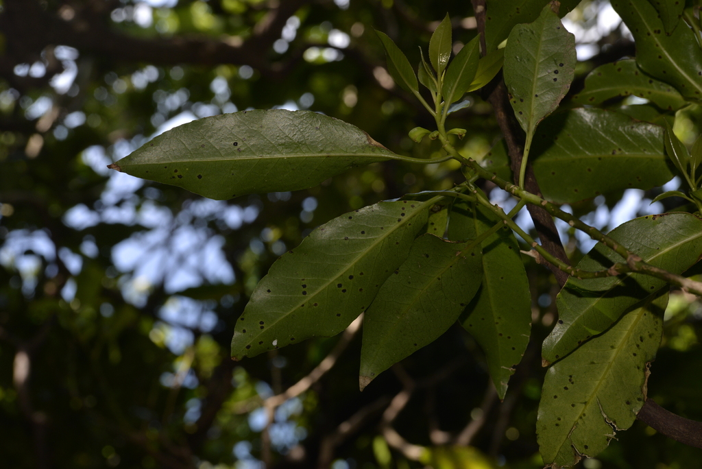 Symplocos candelabrum