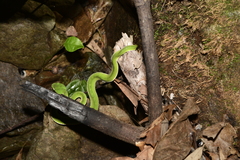 Trimeresurus stejnegeri