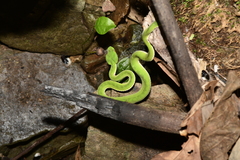 Trimeresurus stejnegeri