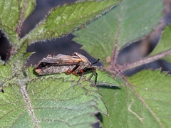 Largus californicus