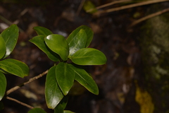 Coprosma putida