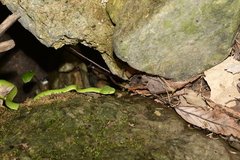 Trimeresurus stejnegeri