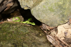 Trimeresurus stejnegeri