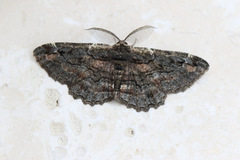 Pholodes sinistraria