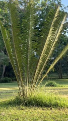 Encephalartos equatorialis