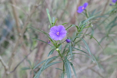Solanum linearifolium