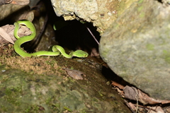 Trimeresurus stejnegeri