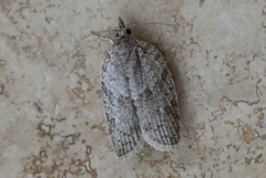 Isotenes miserana