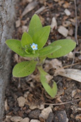 Myosotis sparsiflora