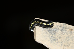 Cyclidia substigmaria