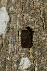 Penthicodes atomaria