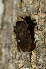 Penthicodes atomaria