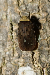 Penthicodes atomaria