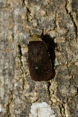 Penthicodes atomaria