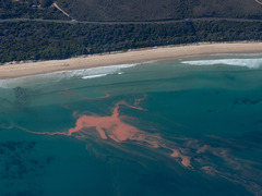 Noctiluca scintillans