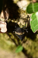 Penthicodes atomaria