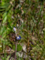 Thelymitra