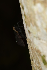 Penthicodes atomaria