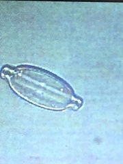 Naviculales