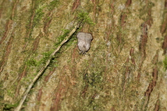 Adoxophyes privatana