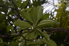Psychotria carronis