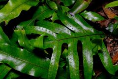 Microsorum pustulatum