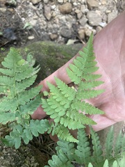 Dryopteris