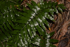 Asplenium milnei