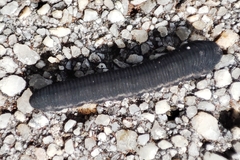 Athalia rosae