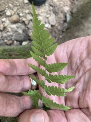 Dryopteris