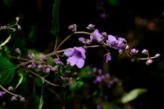 Prostanthera melissifolia