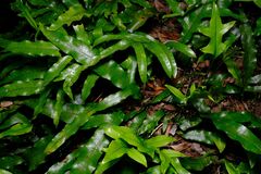 Microsorum pustulatum