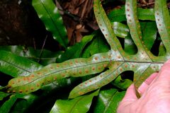 Microsorum pustulatum