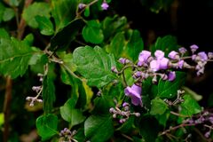 Prostanthera melissifolia