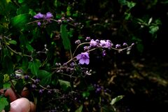 Prostanthera melissifolia