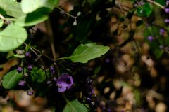Prostanthera melissifolia