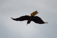 Berenicornis comatus