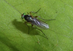 Diptera