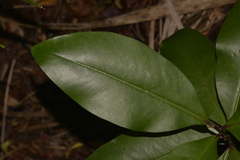 Psidium cattleyanum