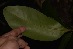 Psidium cattleyanum