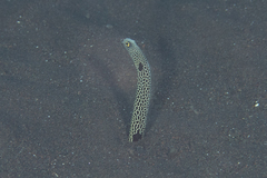 Heteroconger hassi